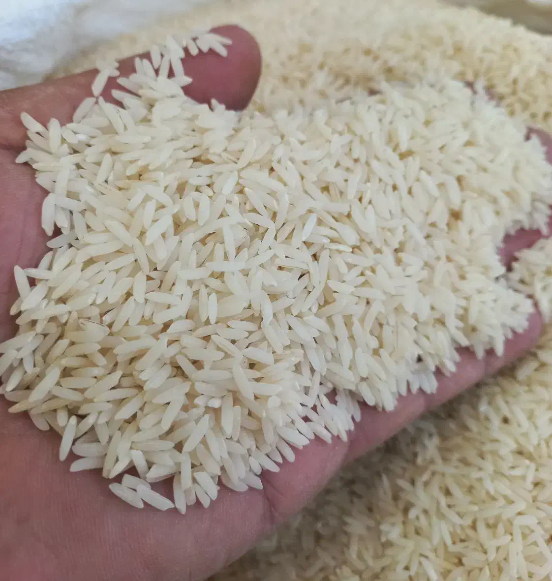 انواع برنج ایرانی فجرسوزنی لاشه سرلاشه طارم|خوردنی و آشامیدنی|شاهرود, |دیوار