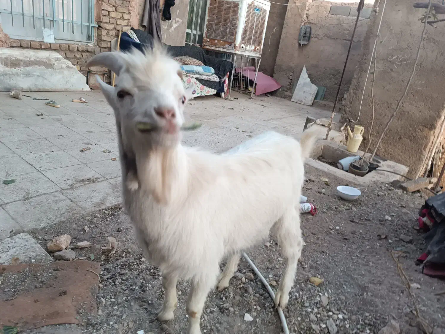 بزغاله نر سانن|حیوانات مزرعه|سبزوار, رباط|دیوار