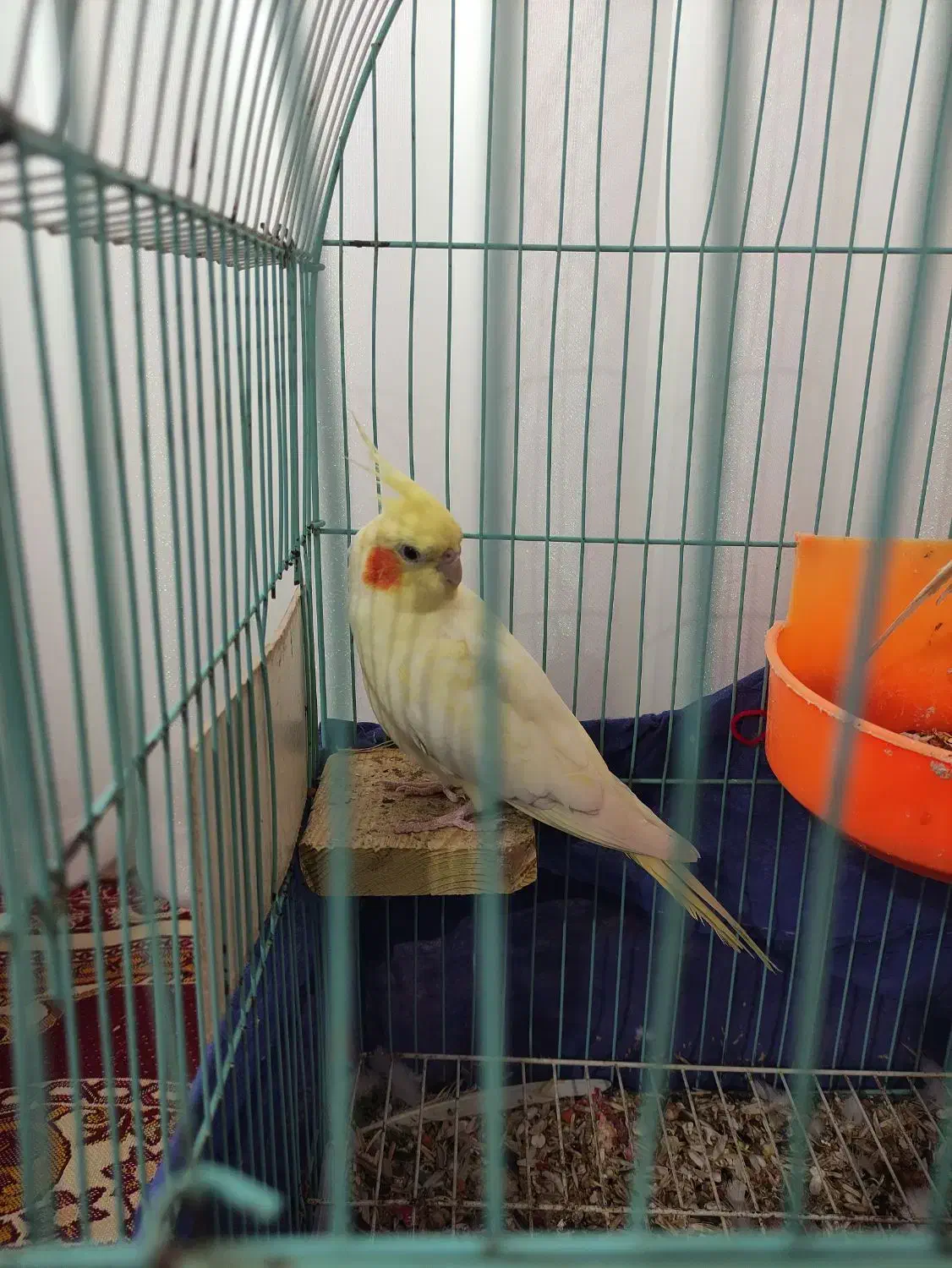 عروس هلندی|پرنده|شیروان (خراسان), |دیوار