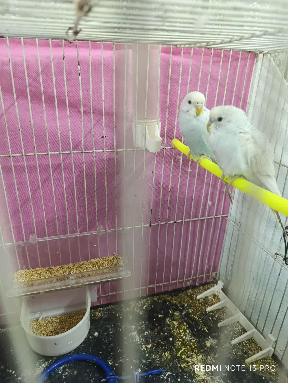 مرغ عشق|پرنده|مشهد, موعود|دیوار