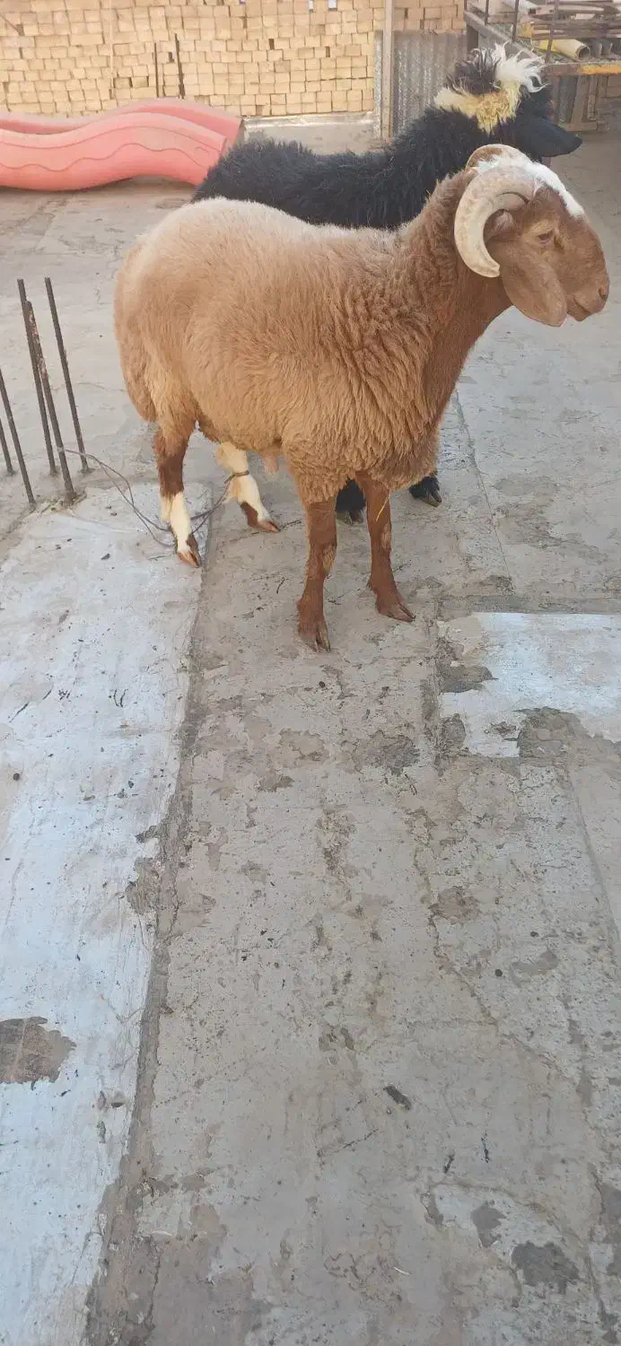 دو تا بره غوچی|حیوانات مزرعه|دهدشت, |دیوار