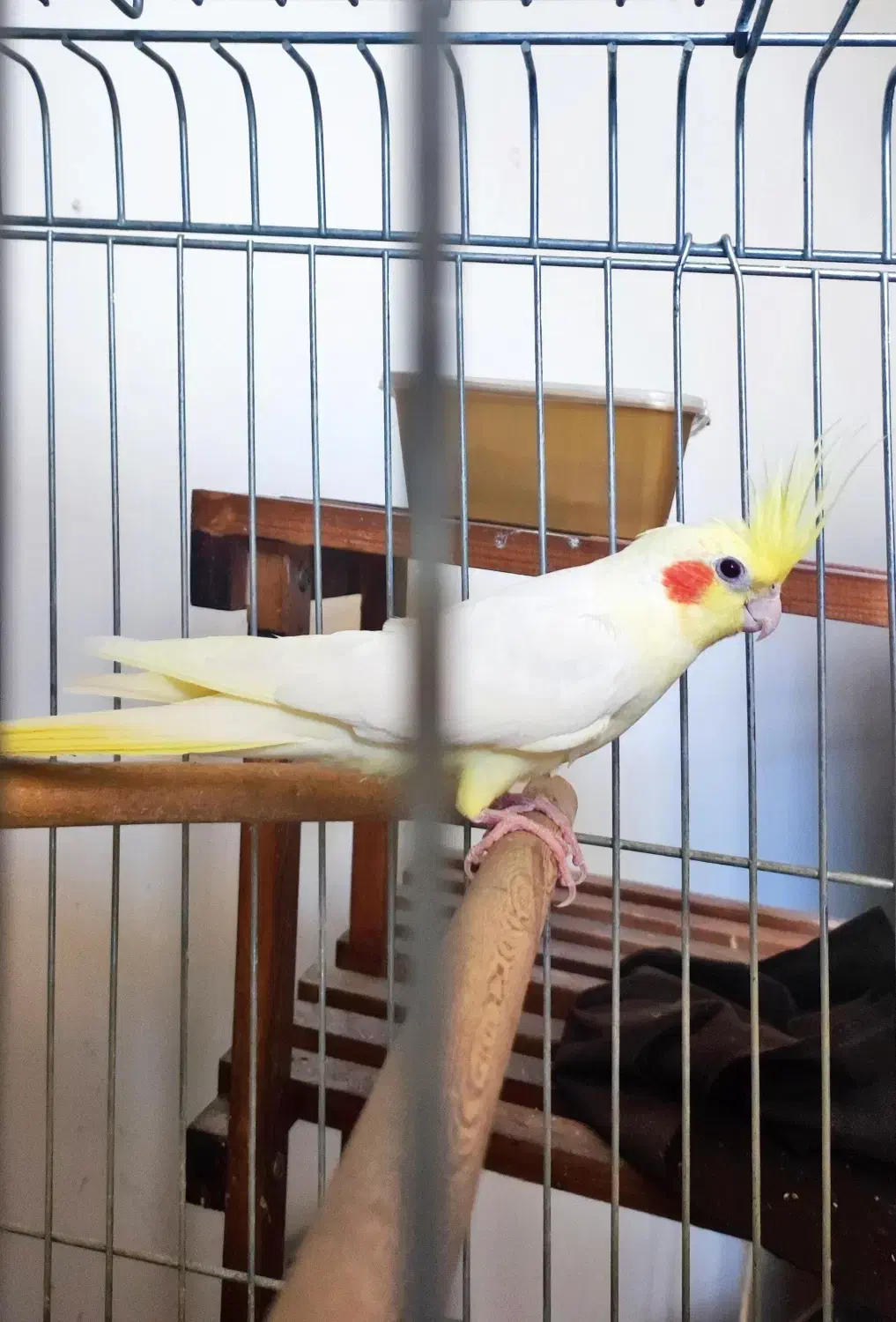 فروش عروس هلندی مولد|پرنده|شیراز, صنایع الکترونیک|دیوار