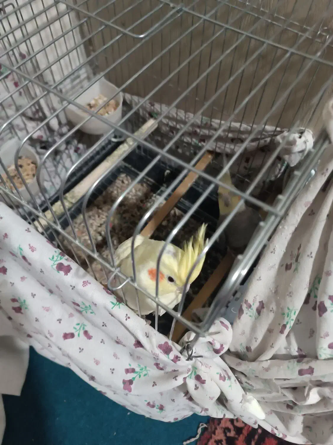 عروس هلندی|پرنده|نسیمشهر, |دیوار