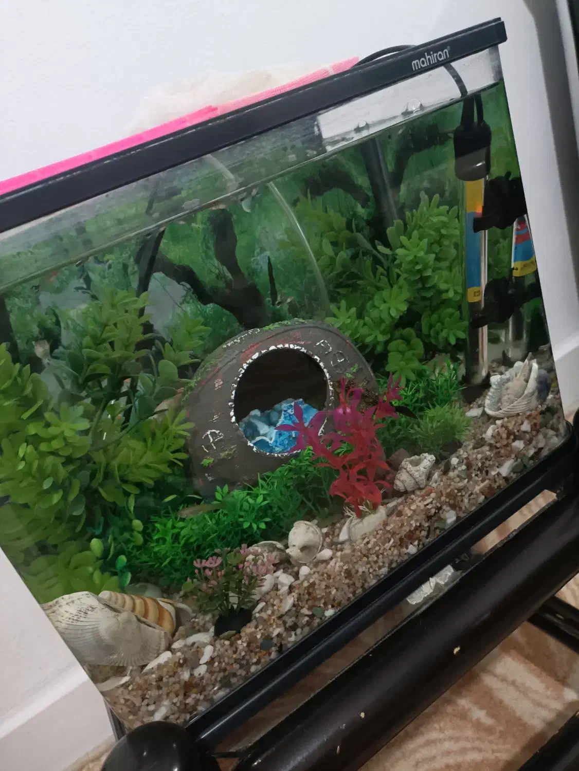 اکواریوم و وسایل|ماهی|بیرجند, |دیوار