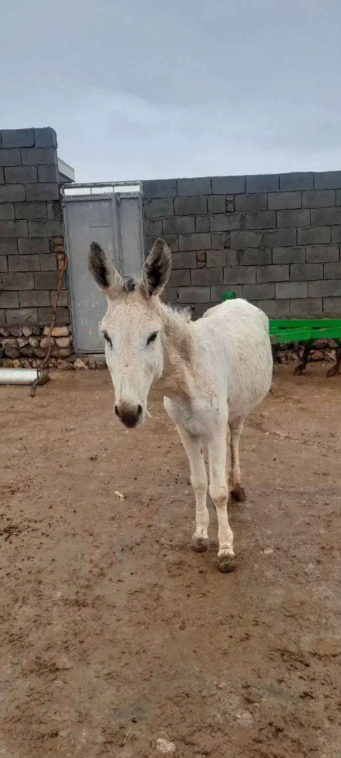 الاغ نر|حیوانات مزرعه|چگنی, |دیوار