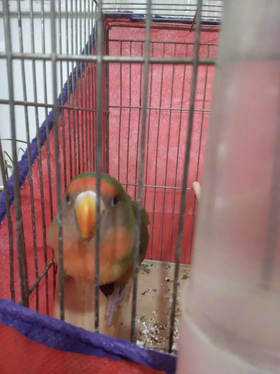 طوطی برزیلی|پرنده|بروجرد, |دیوار