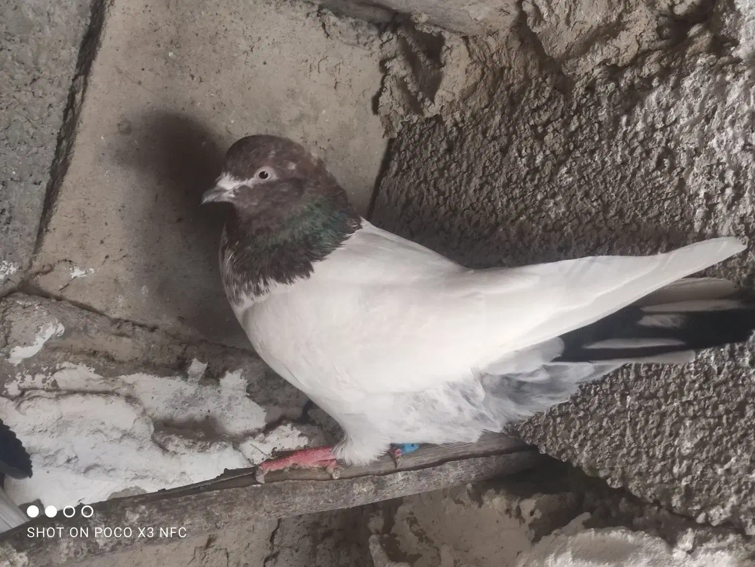 ماده پرشی|پرنده|کنگاور, |دیوار