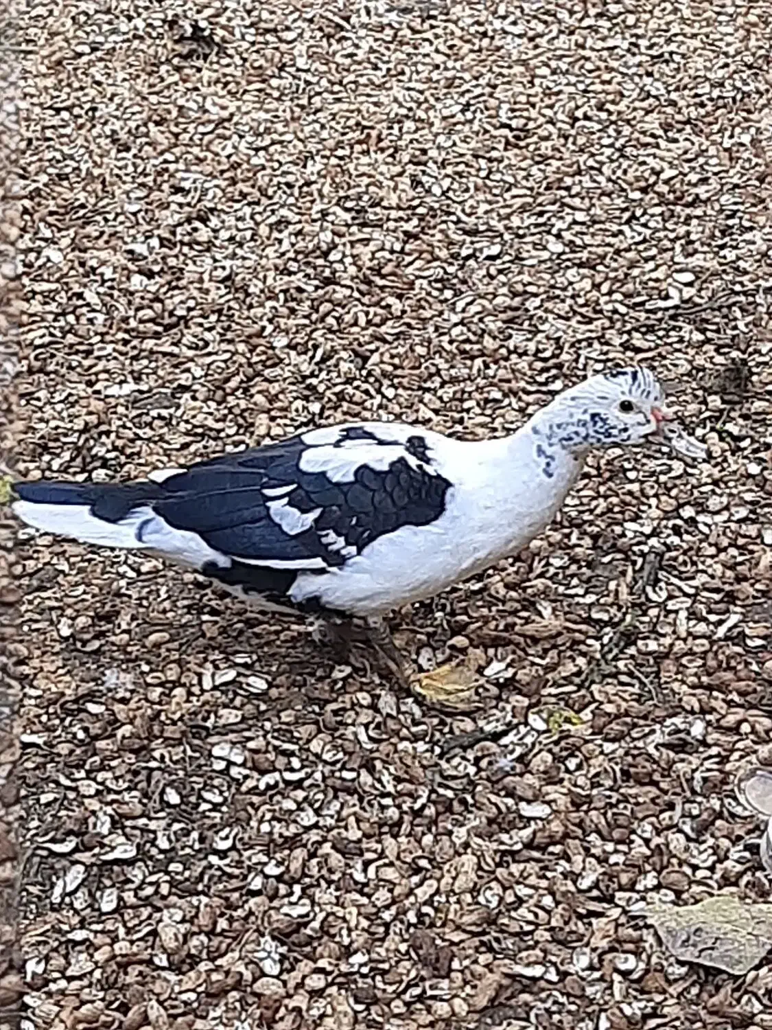 اردک اسرائیلی نر و ماده|حیوانات مزرعه|آستانه اشرفیه, |دیوار