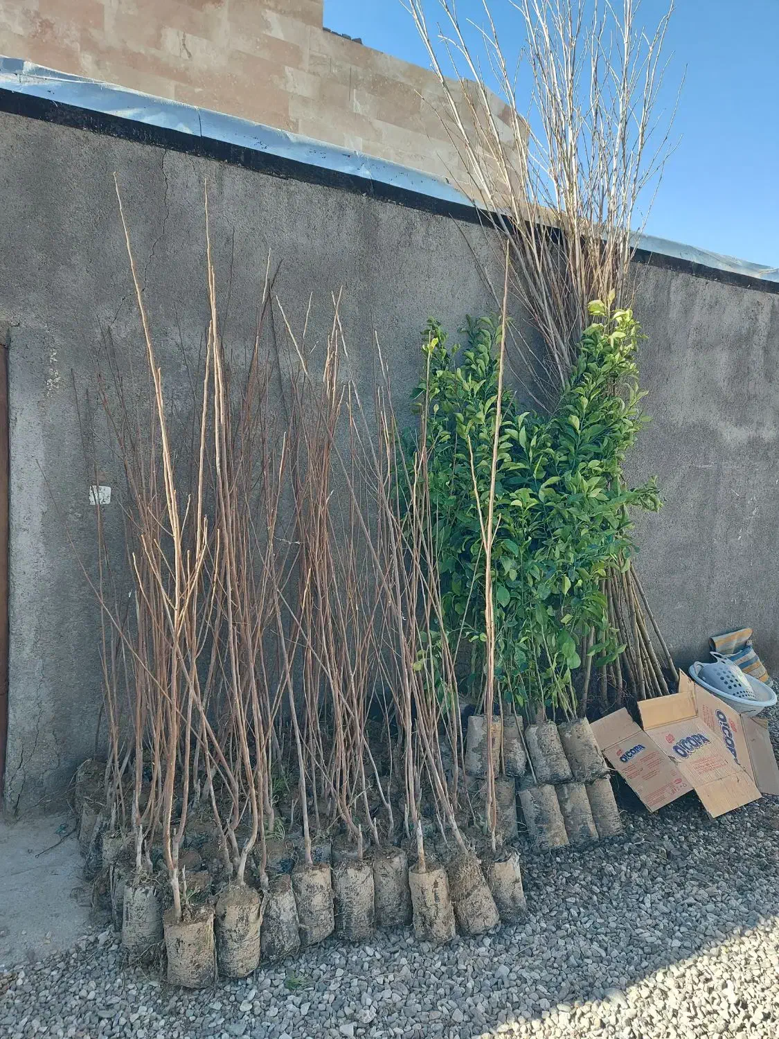 نهال|خدمات باغبانی و درختکاری|ملارد, |دیوار