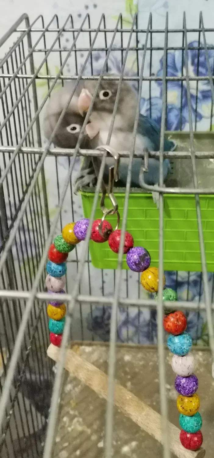 طوطی برزیلی جوان|پرنده|شاهرود, |دیوار