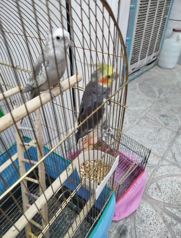 عروس هلندی|پرنده|کوهدشت, |دیوار