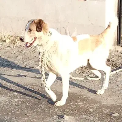 سگ نگهبان|سگ|مشهد, کلاته برفی|دیوار