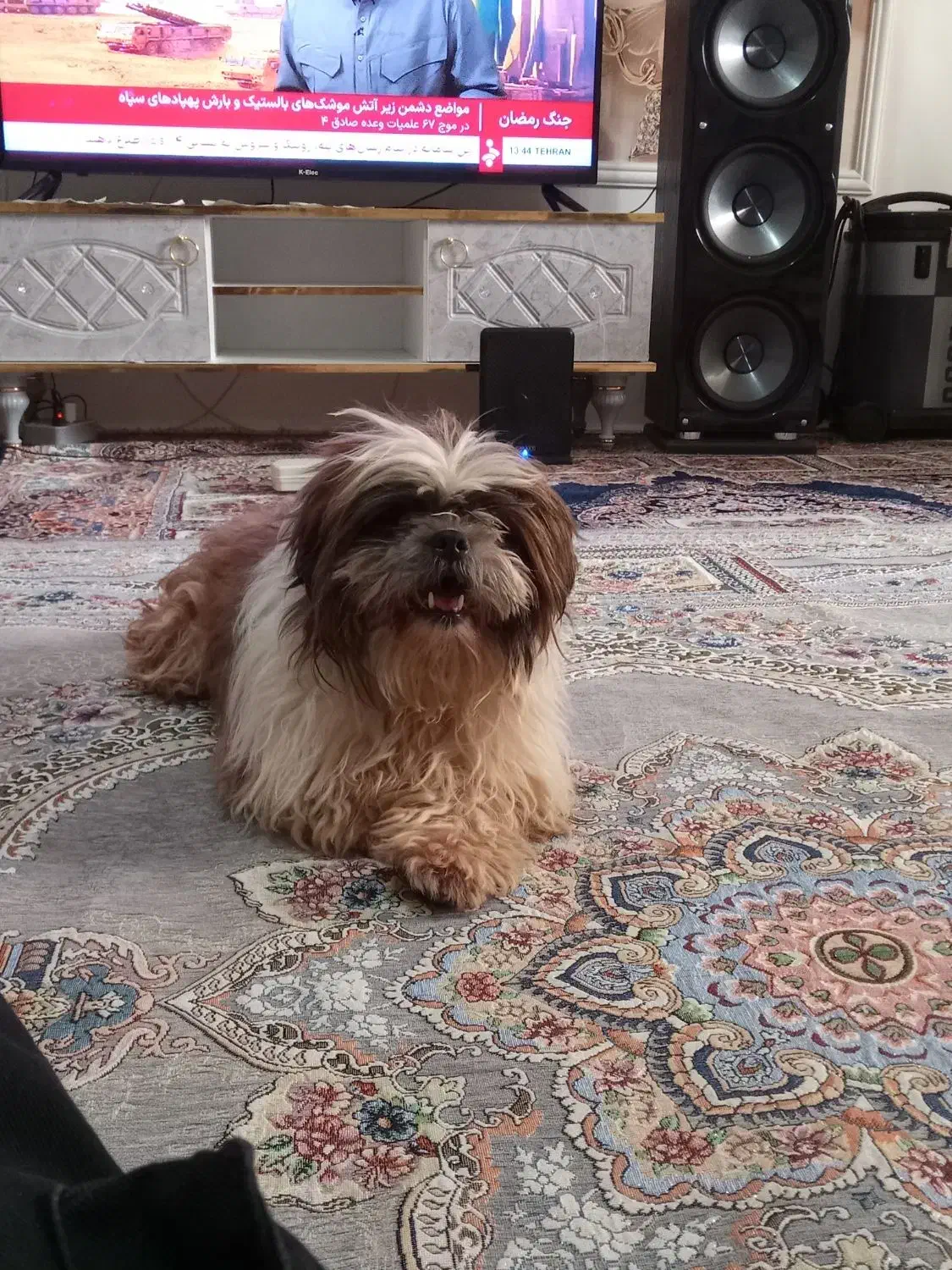 سگ شیتزو|سگ|مشهد, طبرسی شمالی|دیوار