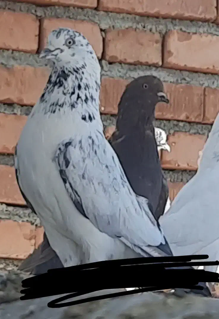 نر گرفتنی|پرنده|نقده, |دیوار