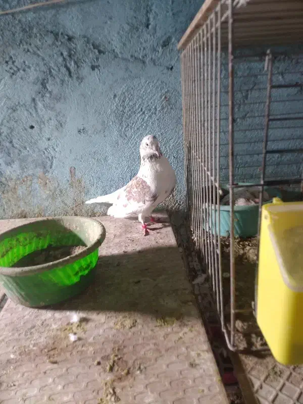 پرشی تضمینی|پرنده|قشم, |دیوار