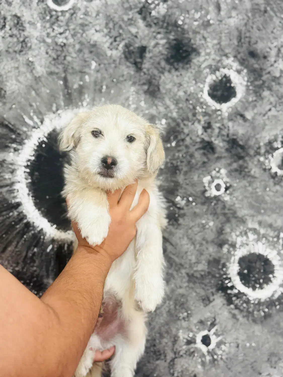 واگذاری پیکینیز تریر ۴ماهه سایز ریز|سگ|خرم‌آباد, |دیوار