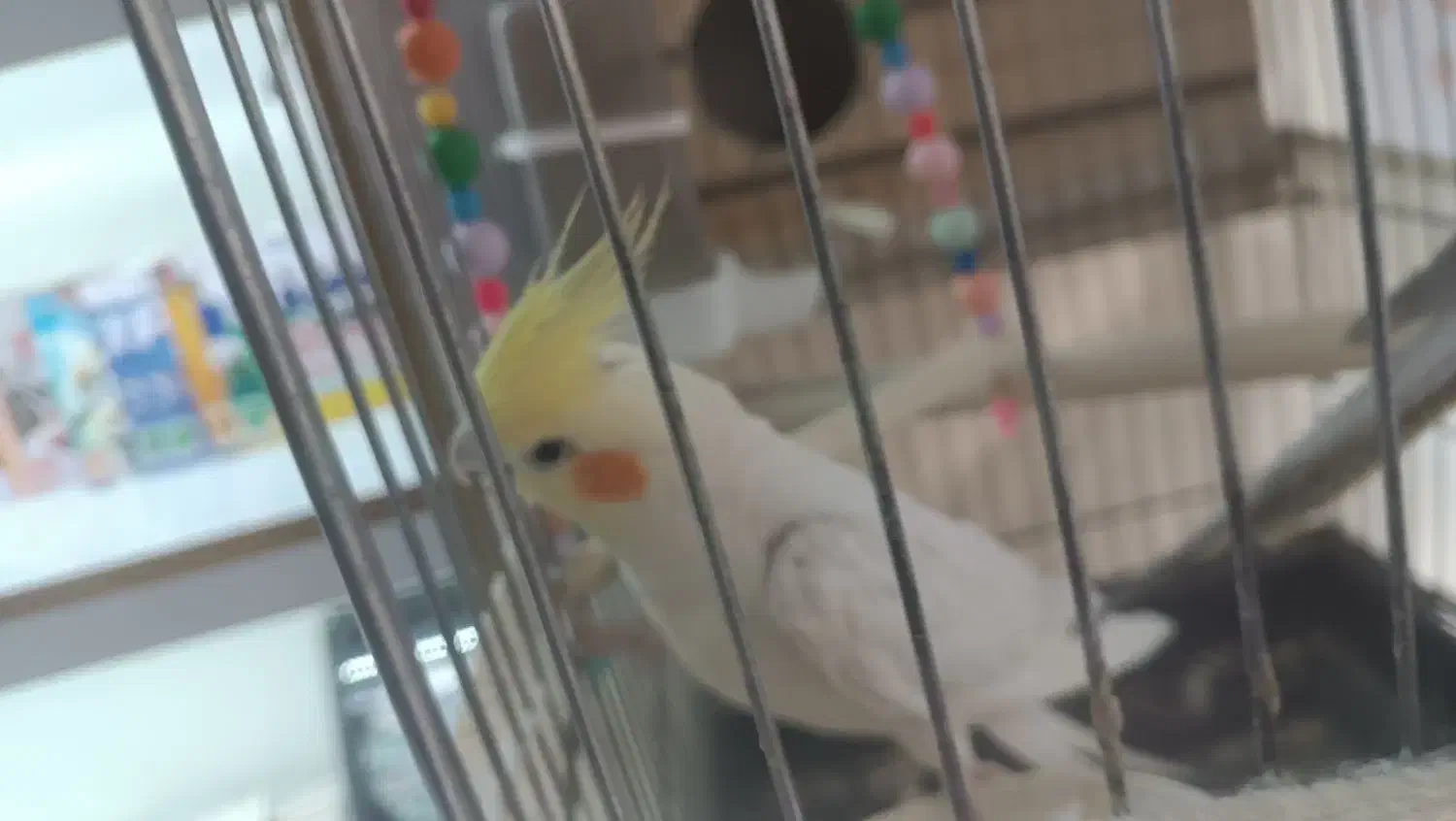 عروس هلندی جفت|پرنده|تهران, امام زاده عبدالله|دیوار