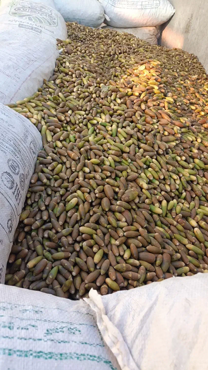 بلوط|خوردنی و آشامیدنی|لردگان, |دیوار