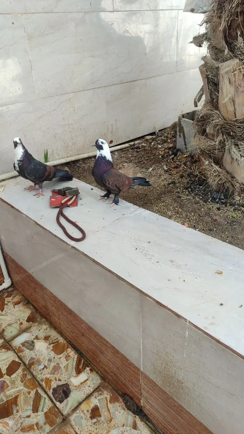 کبوتر رنگی|پرنده|آبادان, |دیوار