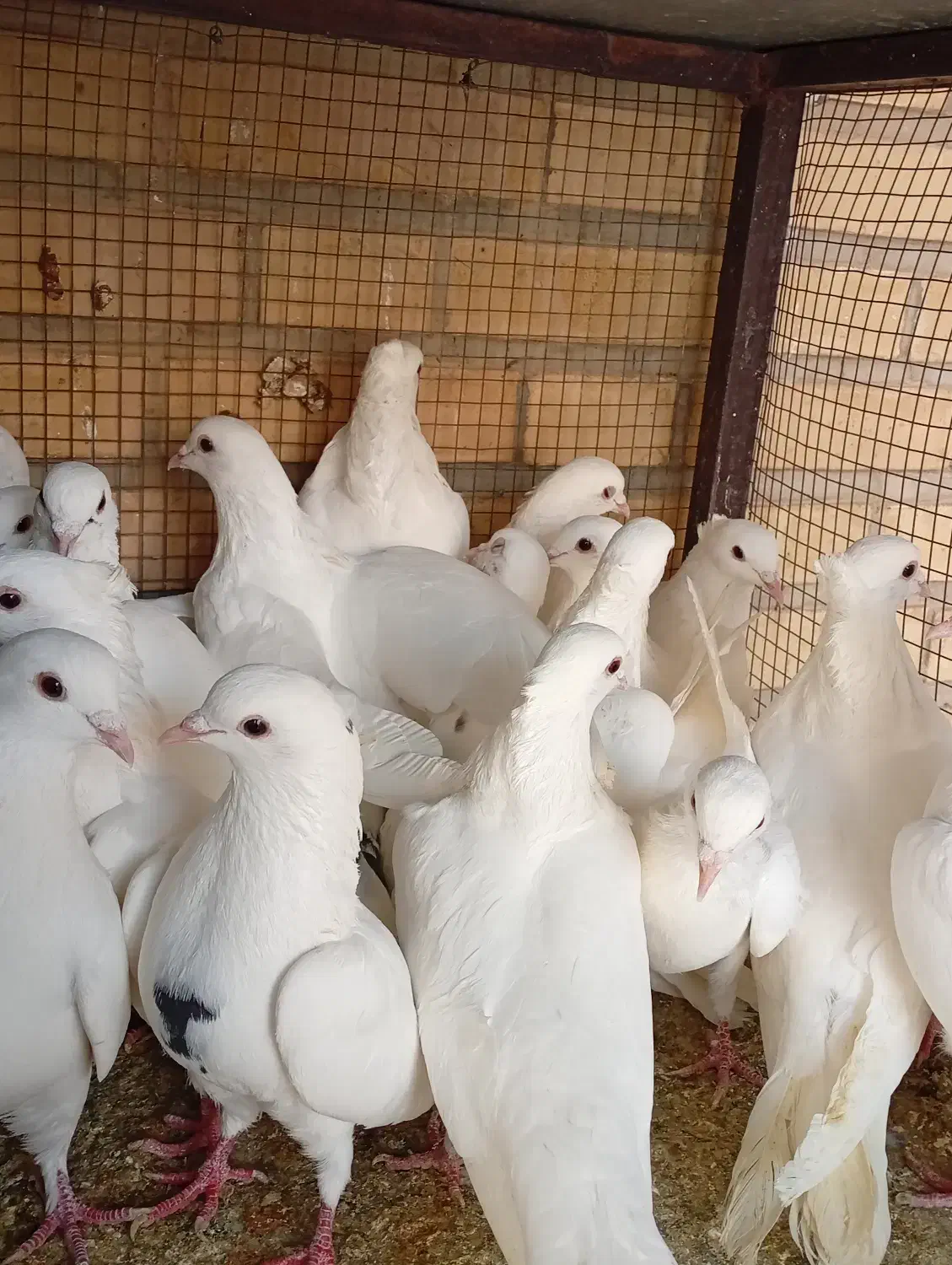 کبوتر|پرنده|آباده, |دیوار