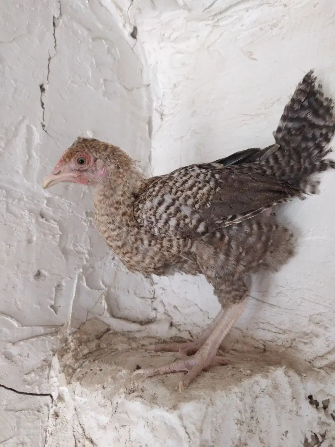 جوجه ۳ ماهه گلین عشایری نژاد گلپر بیضا|حیوانات مزرعه|شیراز, شهرک گلستان|دیوار