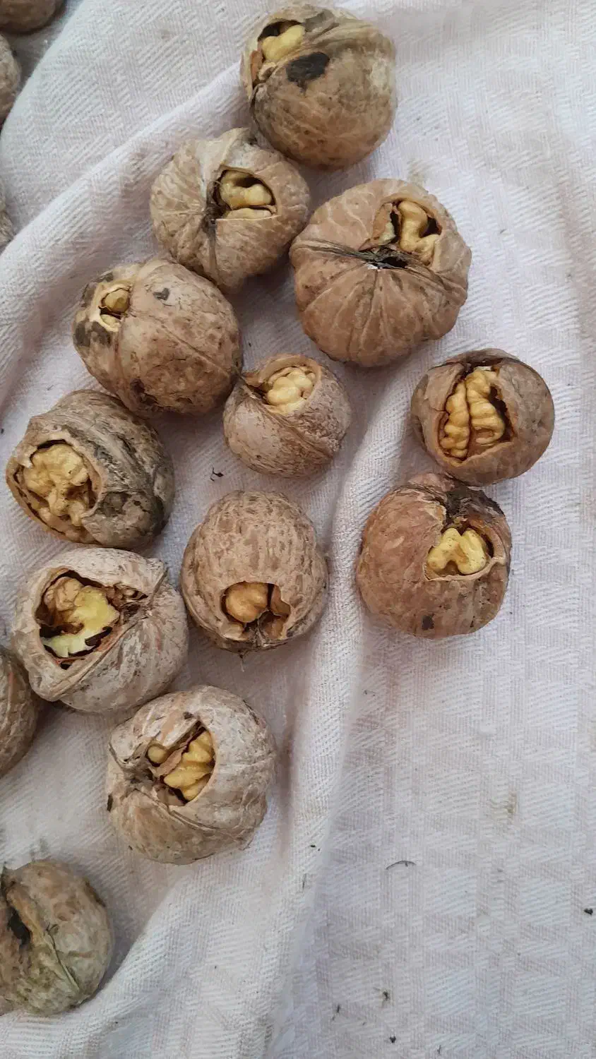 گردو|عمده‌فروشی|جوانرود, |دیوار