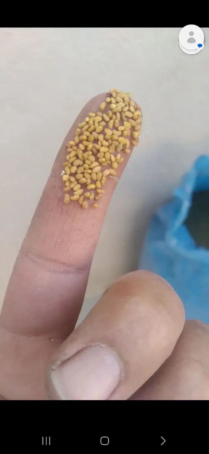 بذر یونجه|عمده‌فروشی|قم, لسانی|دیوار