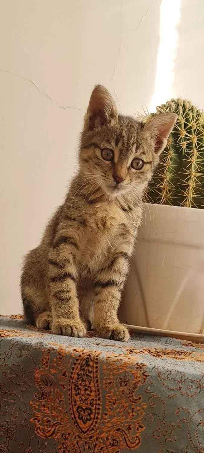 بچه گربه dsh|گربه|کرج, عظیمیه|دیوار