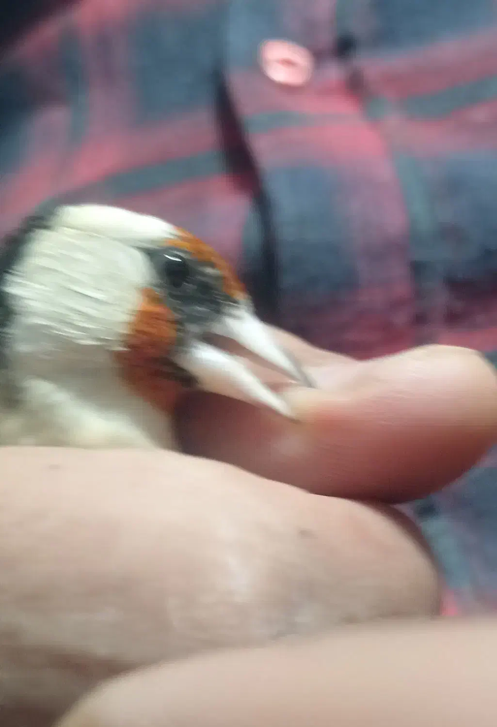 سهره (ماده) روبه مستی|پرنده|قروه, |دیوار