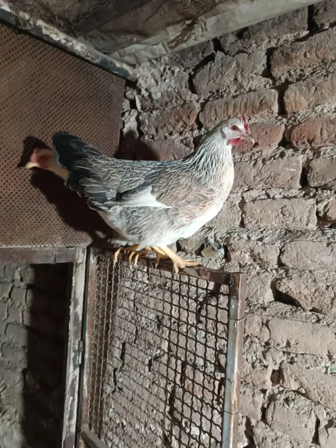 مرغ وخروس|حیوانات مزرعه|کرج, کارخانه قند|دیوار