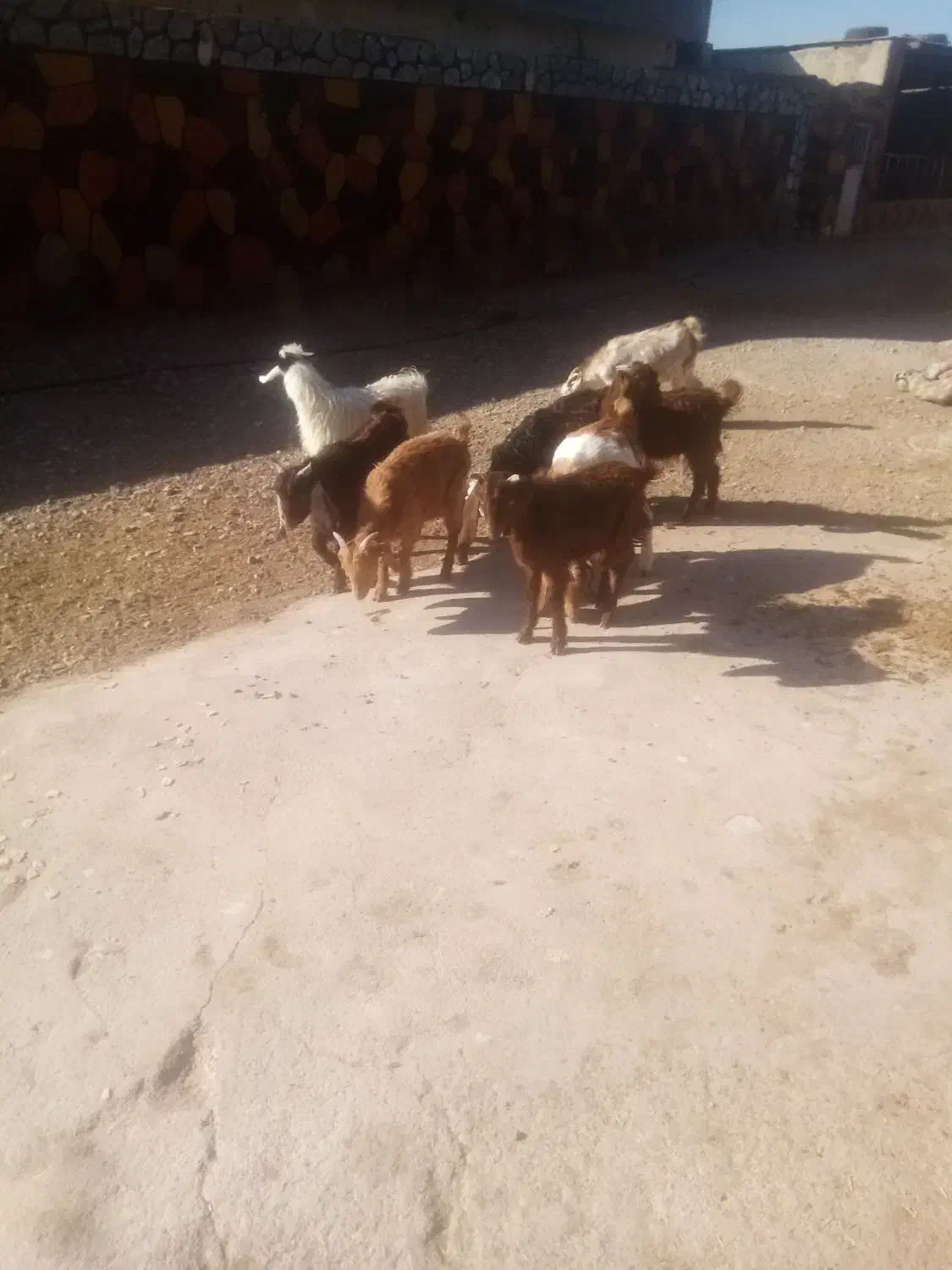 فروش 7راس بزغاله گله گرد نر|حیوانات مزرعه|نیشابور, فضل|دیوار
