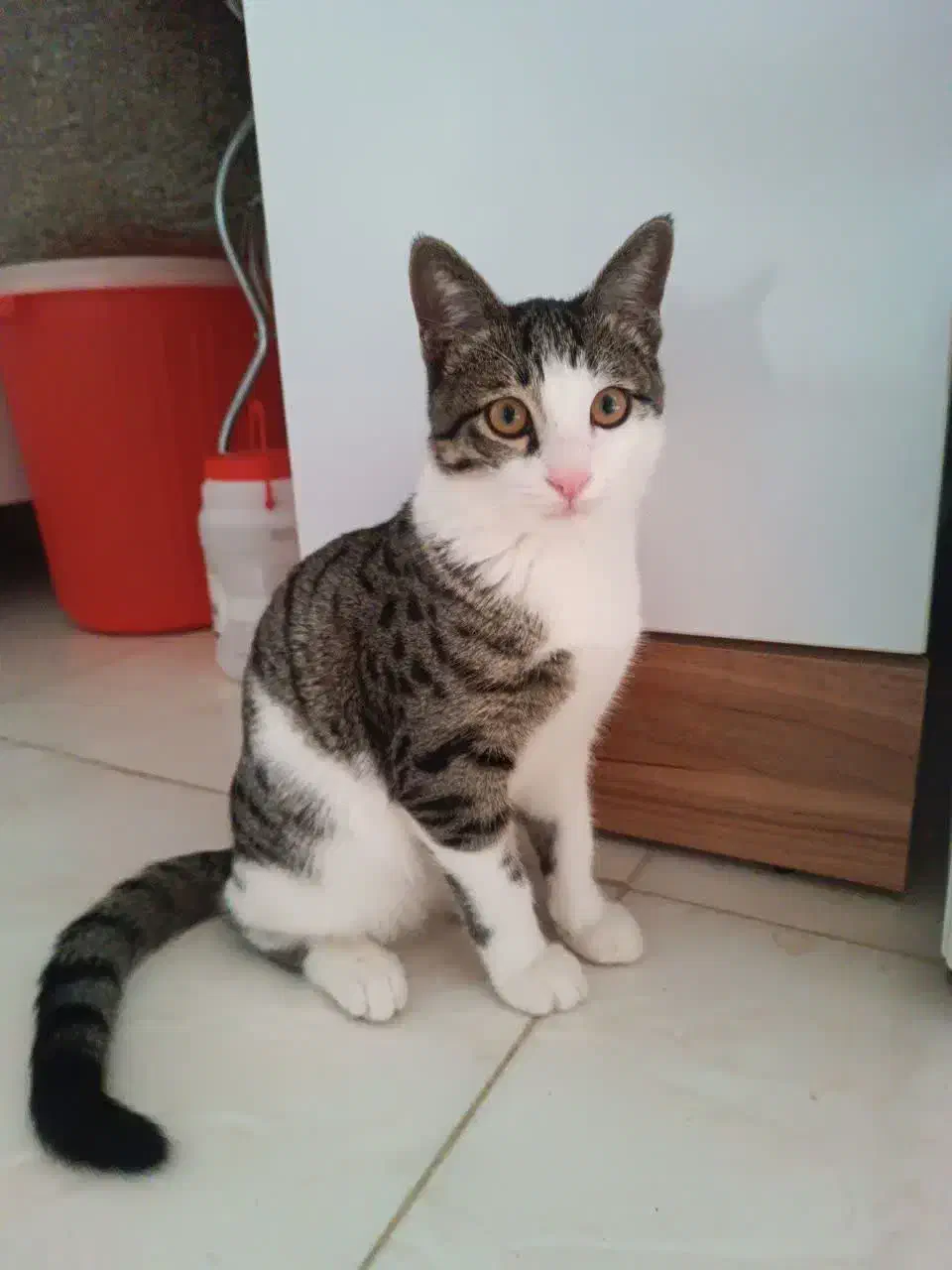 واگذاری گربه خانگی|گربه|بندر انزلی, مسکن مهر|دیوار