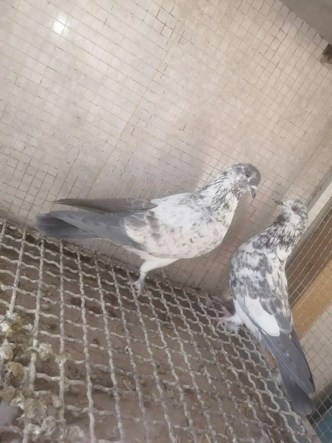 کبوتر.پرشی|پرنده|خمینیشهر, |دیوار