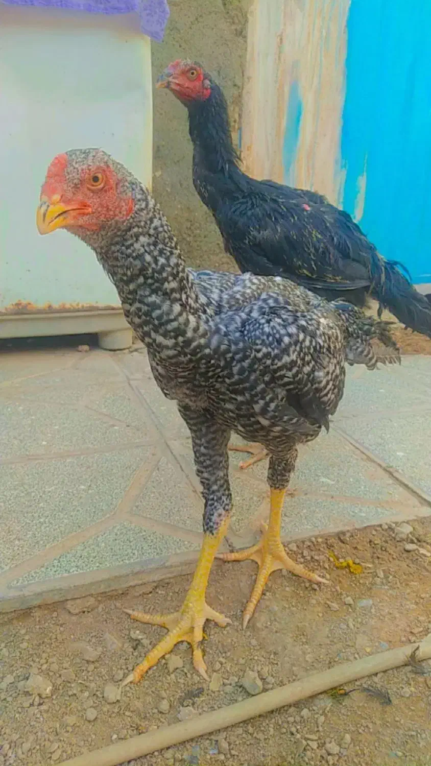 خروس لاری شیش ماهه خار زن|کلکسیون سکه، تمبر، اسکناس|مشهد, شهید احمدی روشن|دیوار