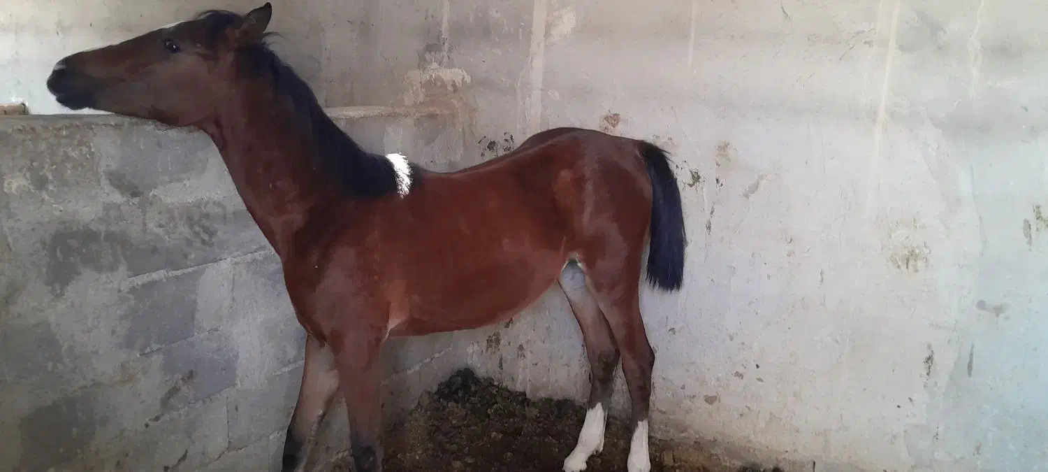 اسب کرد درجه ۱|اسب و تجهیزات اسب‌سواری|رفسنجان, |دیوار