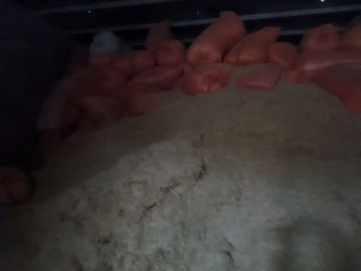 کاه|لوازم جانبی حیوانات|مانه, |دیوار