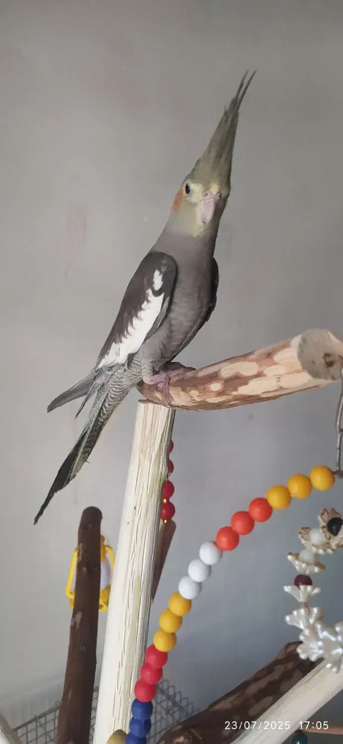 عروس هلندی نر|پرنده|تکاب, |دیوار