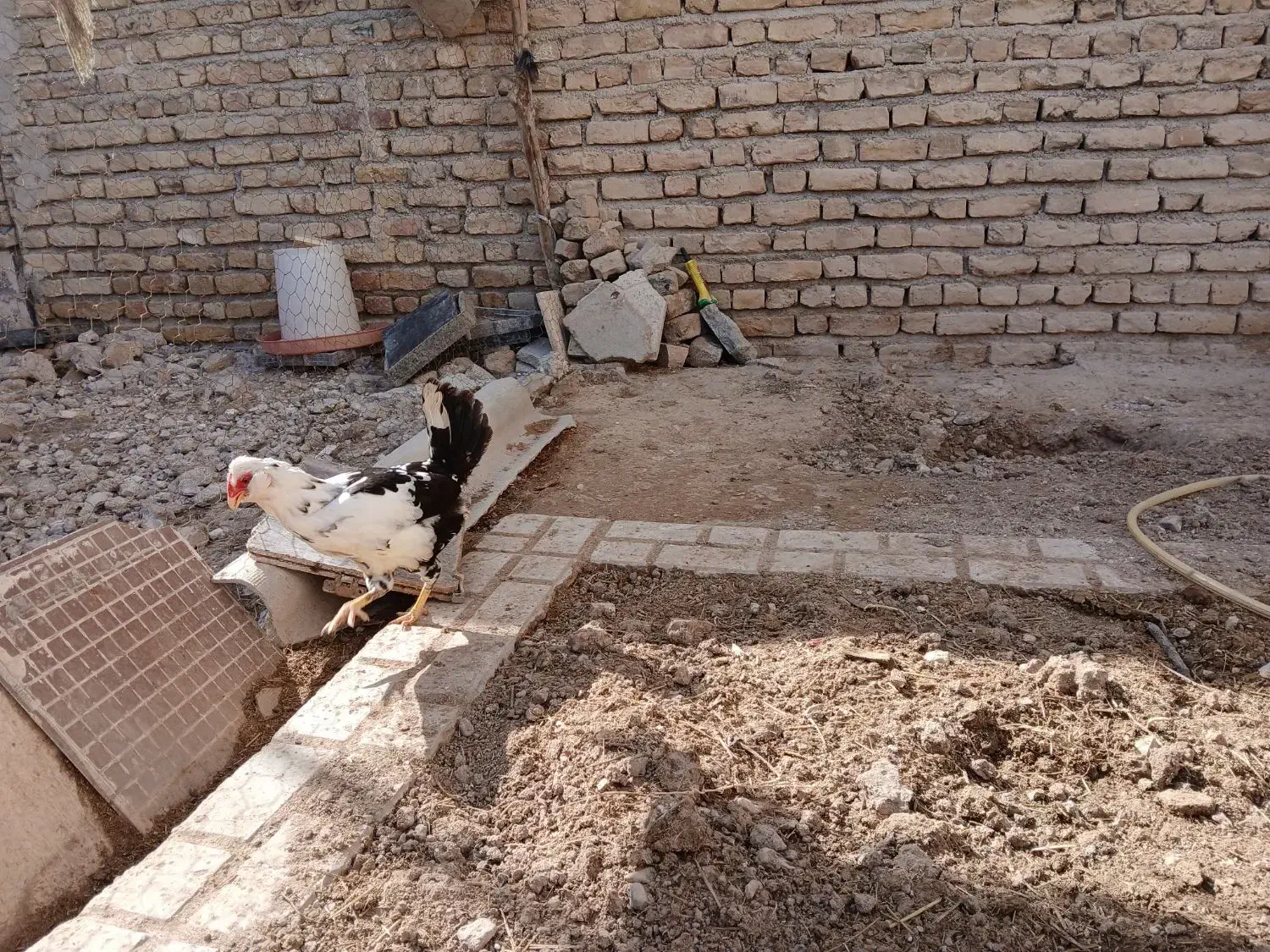 مرغ گلین|حیوانات مزرعه|شیروان (خراسان), |دیوار