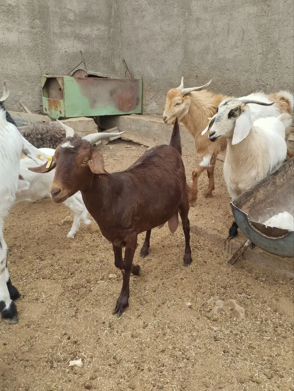 بز فروشی|حیوانات مزرعه|طبس, |دیوار