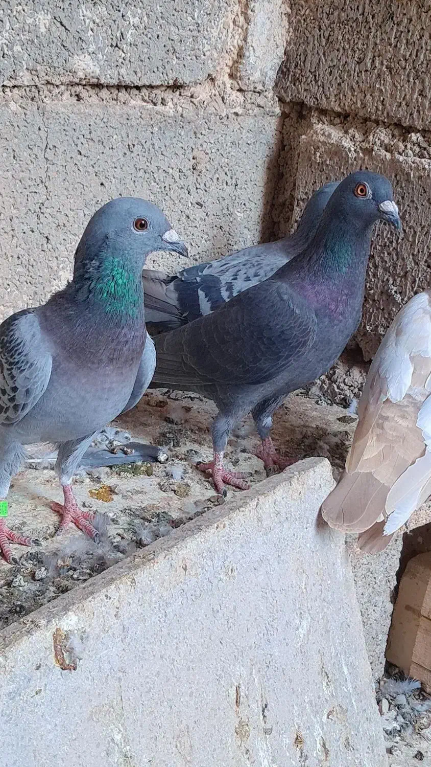 کبوتر|پرنده|شبانکاره, |دیوار