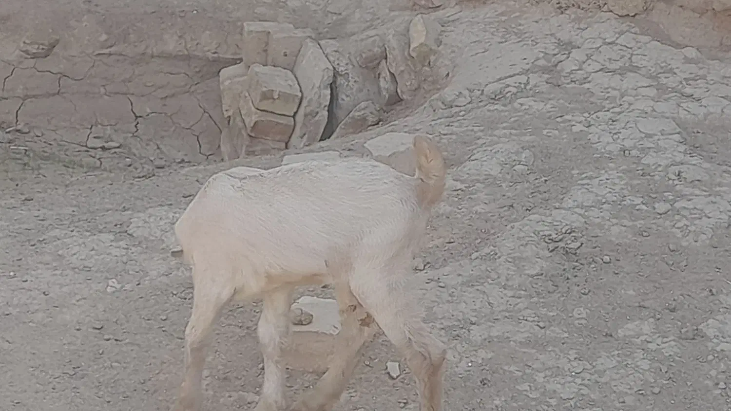 کره بزغاله نر وماده|حیوانات مزرعه|میبد, |دیوار