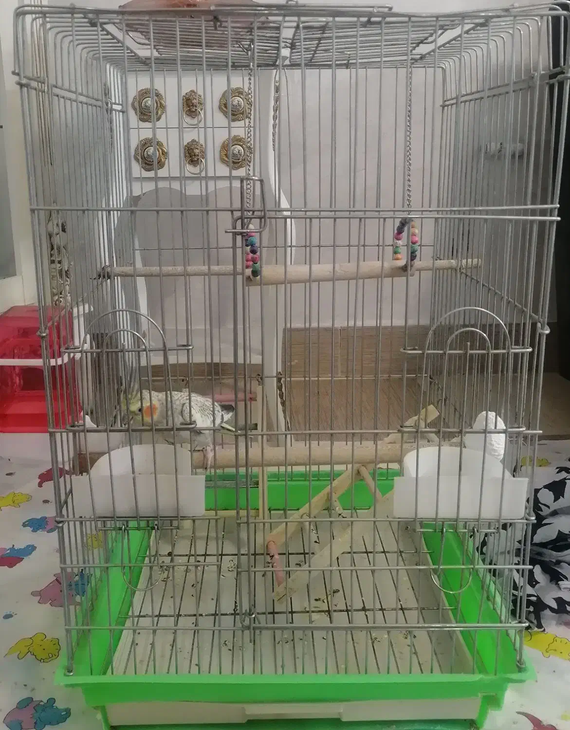 عروس هلندی|پرنده|شیراز, شهرک سراج|دیوار