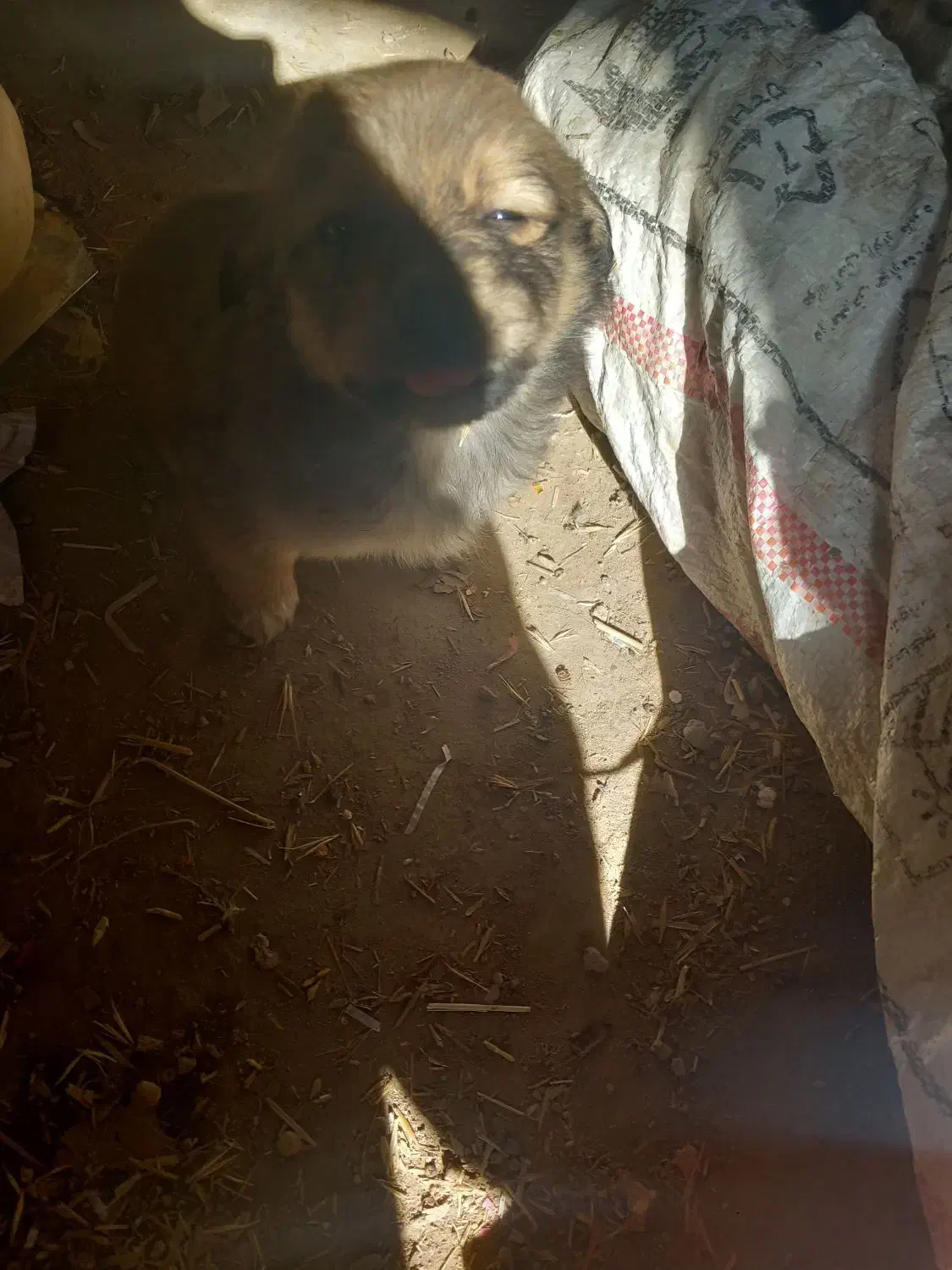 پاکوتاه|سگ|قوچان, |دیوار