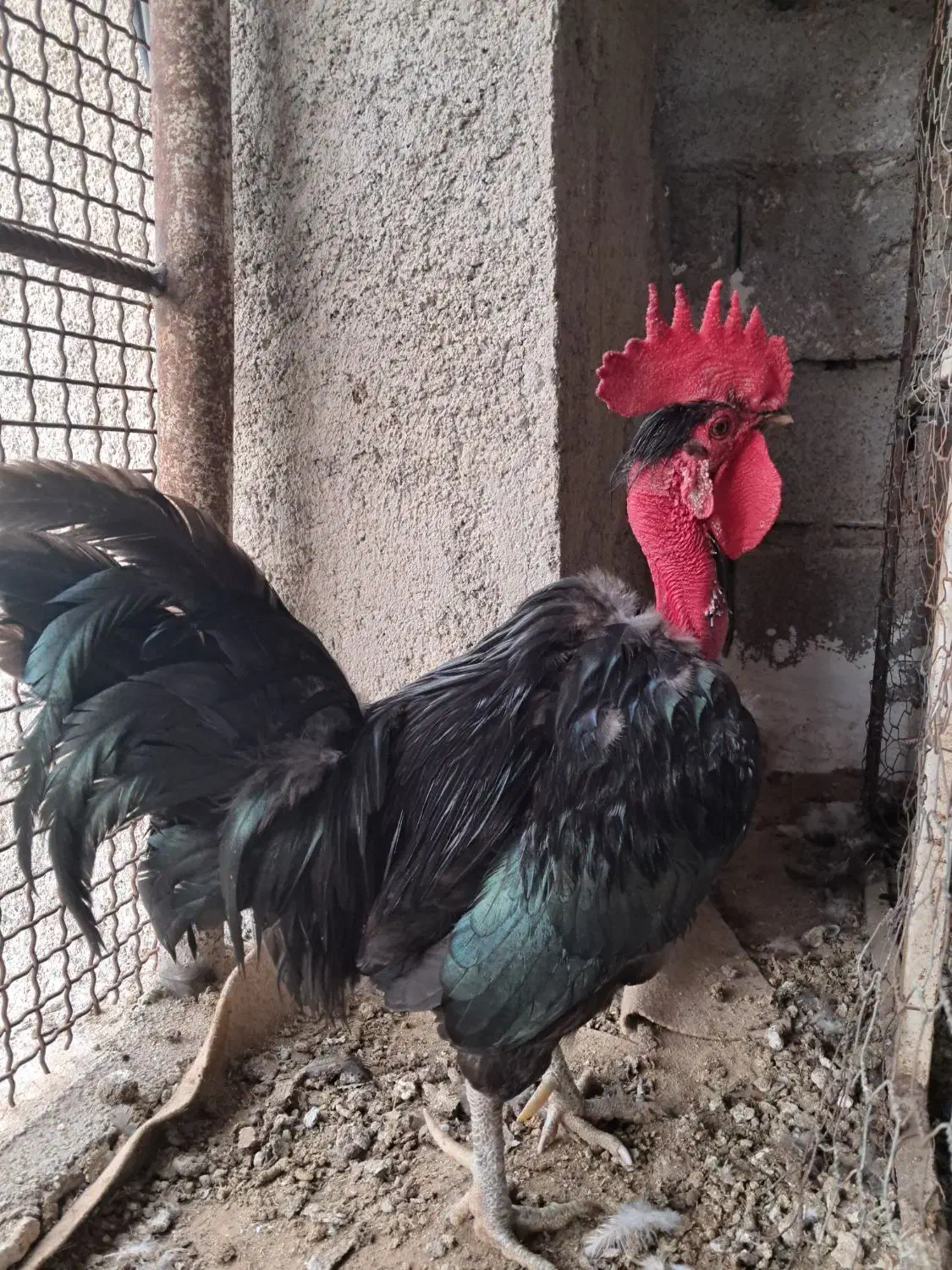 خروس سیاه گردن لیت|حیوانات مزرعه|چغادک, |دیوار