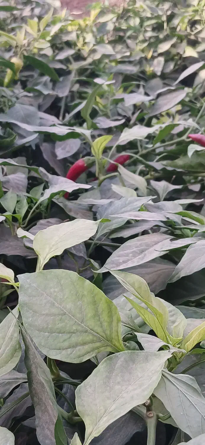 فلفل سبز تند|خوردنی و آشامیدنی|چاپشلو, |دیوار