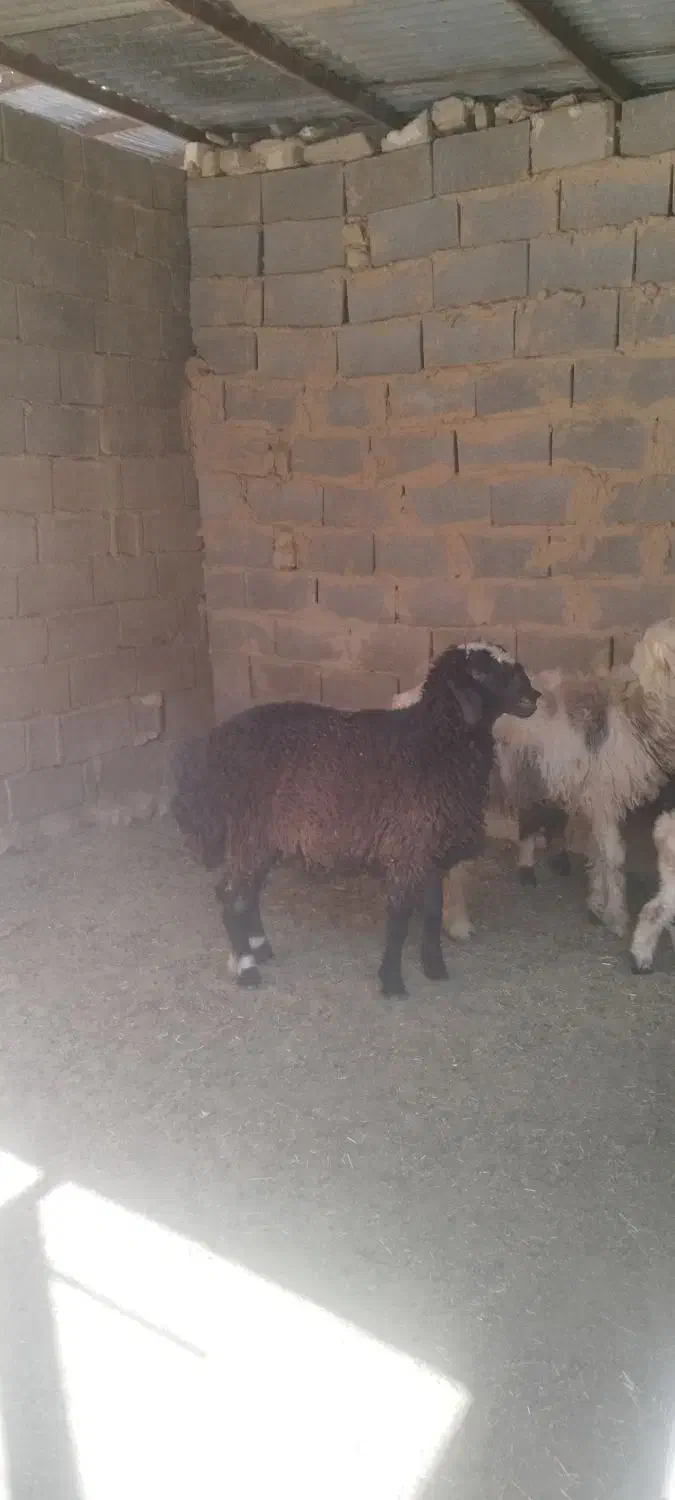 بره قوچ شال|حیوانات مزرعه|طسوج, |دیوار