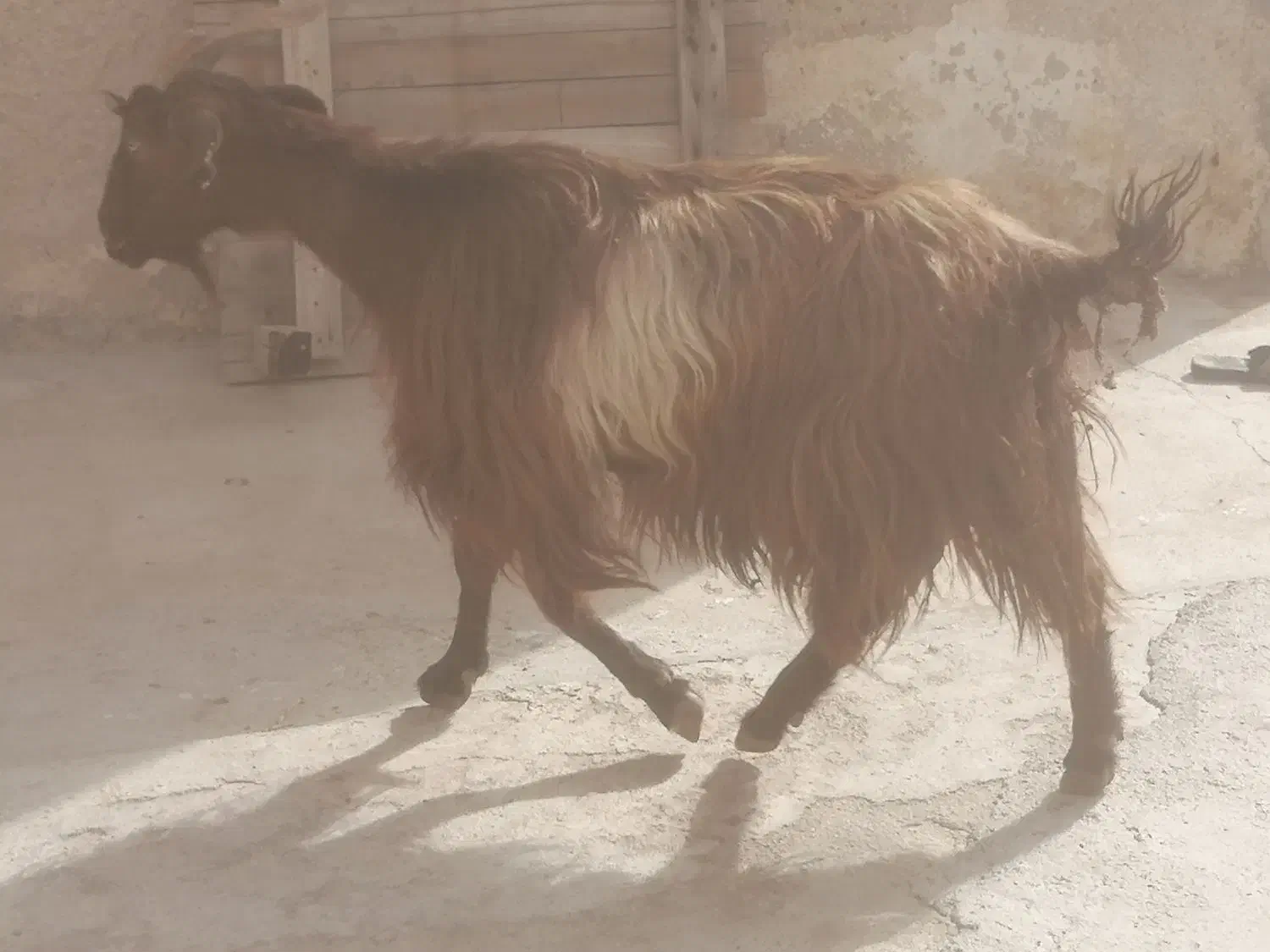 بز وکهره شیری|حیوانات مزرعه|برازجان, |دیوار