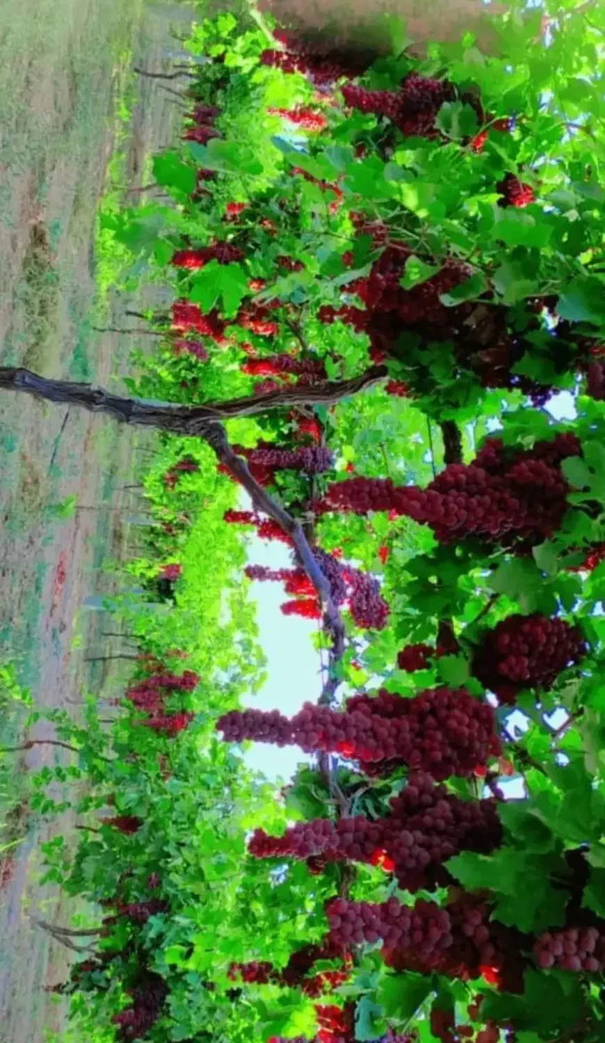 نهال .انگور. فروشی|خدمات باغبانی و درختکاری|میاندوآب, |دیوار