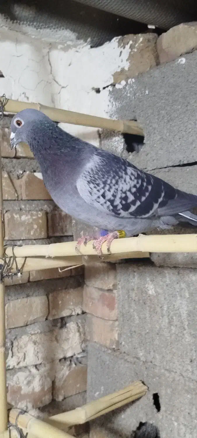 گرفتنی مسافتی|پرنده|مینودشت, |دیوار