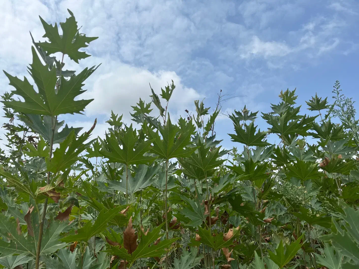 نهال چنار|خدمات باغبانی و درختکاری|کردکوی, |دیوار